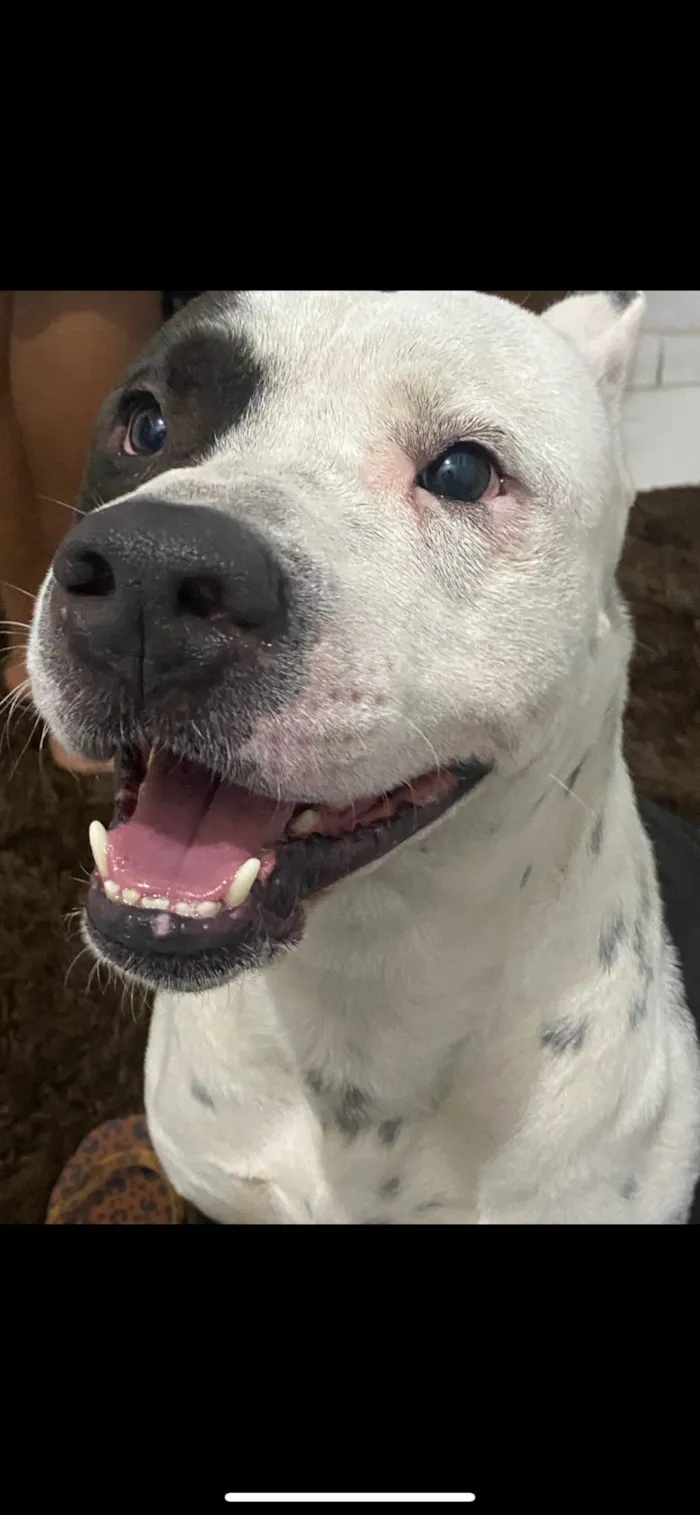 Cachorro ra a Pit-Bull idade 4 anos nome Bruce 