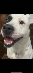 Bruce
