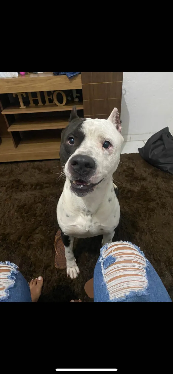 Cachorro ra a Pit-Bull idade 4 anos nome Bruce 