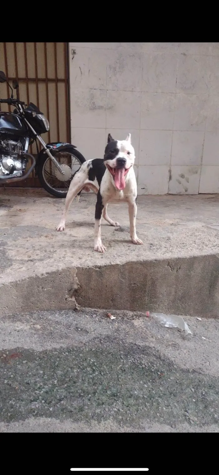 Cachorro ra a Pit-Bull idade 4 anos nome Bruce 