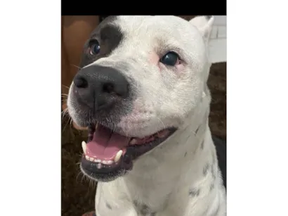 Cachorro raça Pit-Bull idade 4 anos nome Bruce 