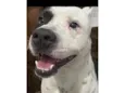 Bruce
