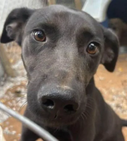 Cachorro raça SRD-ViraLata idade 3 anos nome PIPOCA