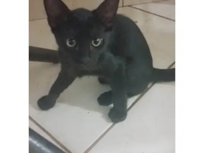 Gato raça SRD-ViraLata idade 2 a 6 meses nome Gatinho