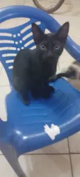Gatinho 2
