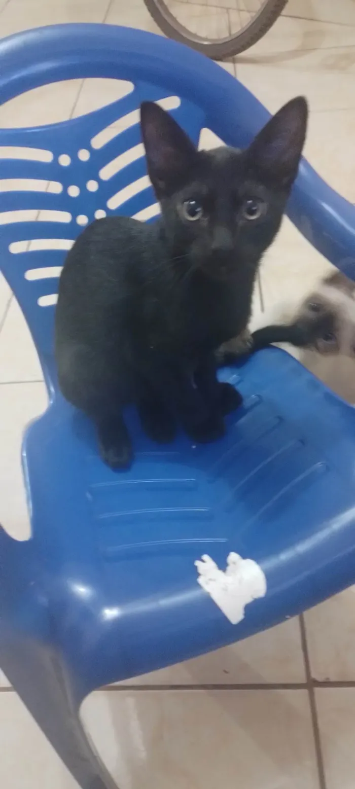 Gato ra a SRD-ViraLata idade 2 a 6 meses nome Gatinho 2