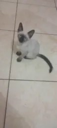 Gatinha