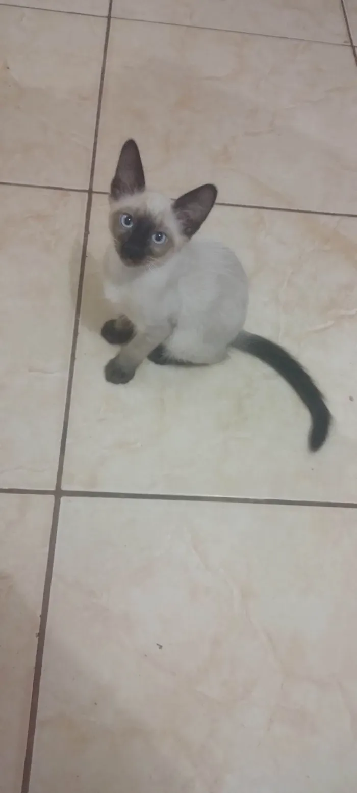 Gato ra a SRD-ViraLata idade 2 a 6 meses nome Gatinha