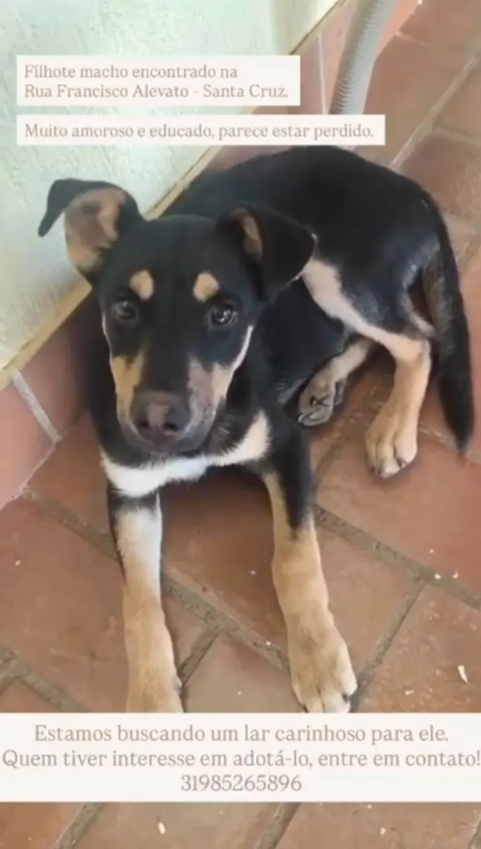 Cachorro ra a SRD-ViraLata idade 2 a 6 meses nome Lobinho