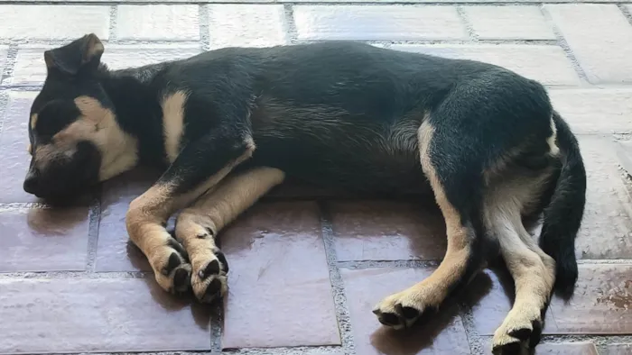 Cachorro ra a SRD-ViraLata idade 2 a 6 meses nome Lobinho