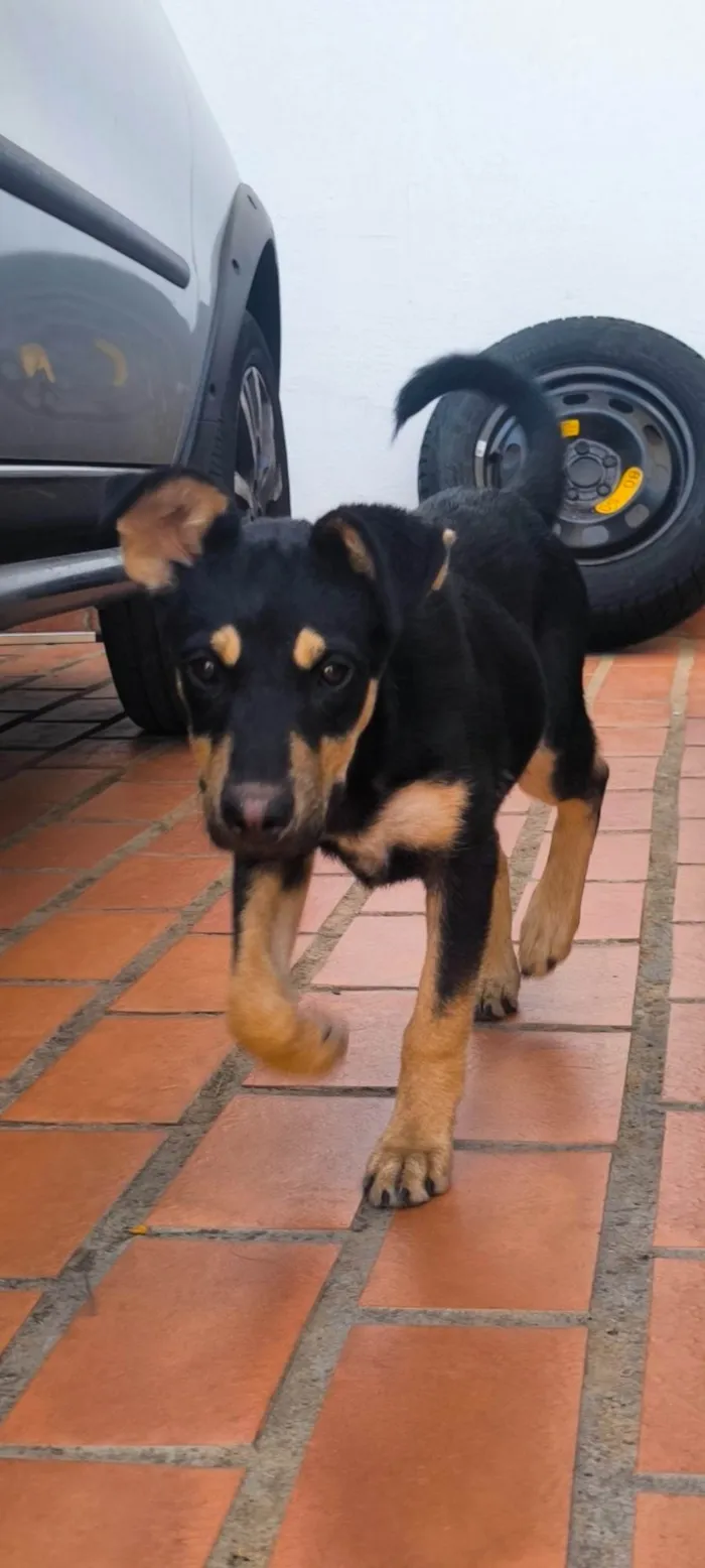 Cachorro ra a SRD-ViraLata idade 2 a 6 meses nome Lobinho