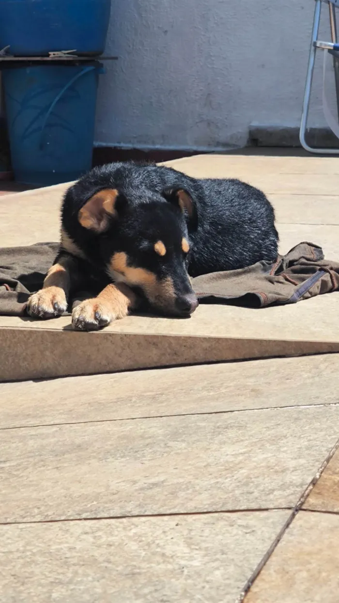 Cachorro ra a SRD-ViraLata idade 2 a 6 meses nome Lobinho