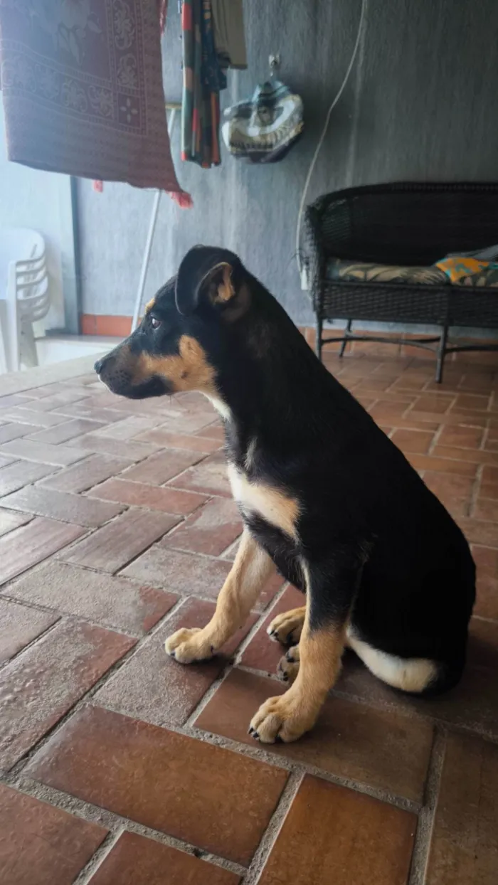 Cachorro ra a SRD-ViraLata idade 2 a 6 meses nome Lobinho