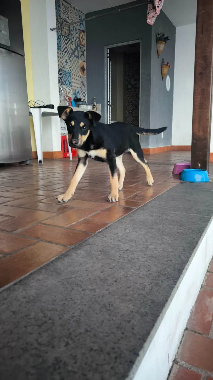 Cachorro ra a SRD-ViraLata idade 2 a 6 meses nome Lobinho
