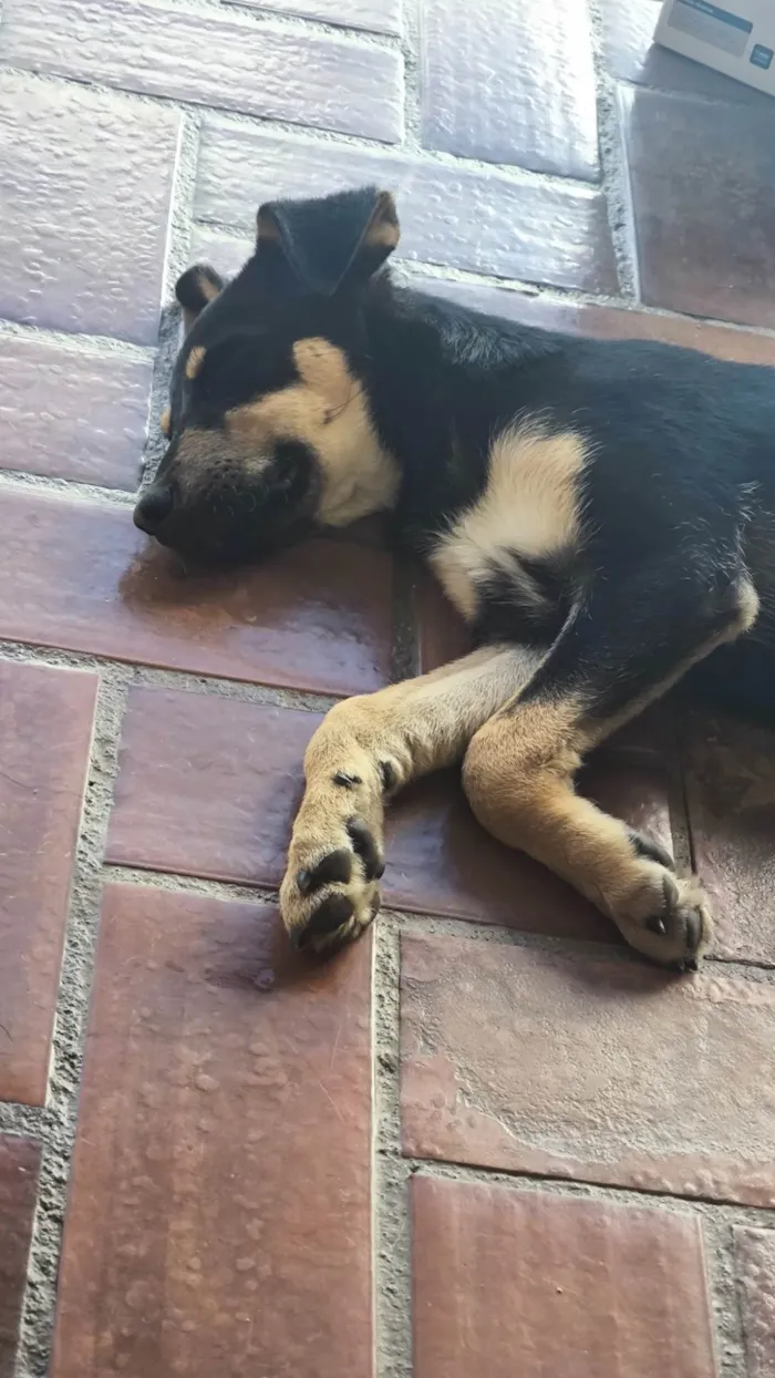 Cachorro ra a SRD-ViraLata idade 2 a 6 meses nome Lobinho