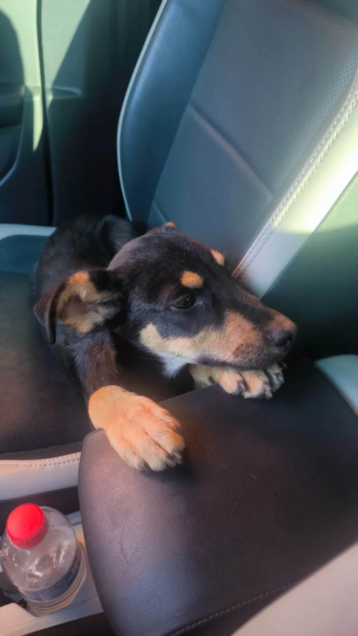 Cachorro ra a SRD-ViraLata idade 2 a 6 meses nome Lobinho
