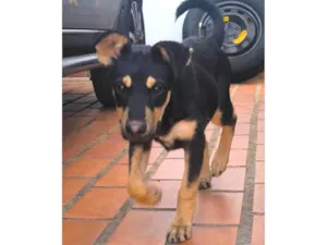 Cachorro raça SRD-ViraLata idade 2 a 6 meses nome Lobinho