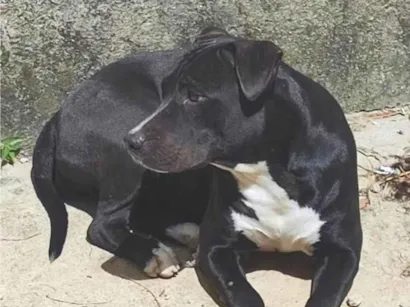 Cachorro raça Pit-Bull idade 2 a 6 meses nome Kira