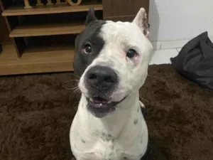 Cachorro raça Pit-Bull idade 4 anos nome Bruce 