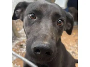 Cachorro raça SRD-ViraLata idade 3 anos nome PIPOCA
