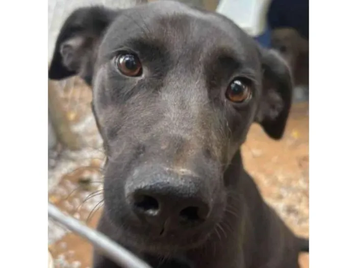 Cachorro ra a SRD-ViraLata idade 3 anos nome PIPOCA