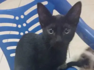 Gato raça SRD-ViraLata idade 2 a 6 meses nome Gatinho 2