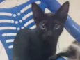Gatinho 2