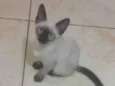 Gatinha