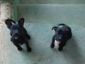Cachorro raça SRD-ViraLata idade 2 a 6 meses nome Sem nome
