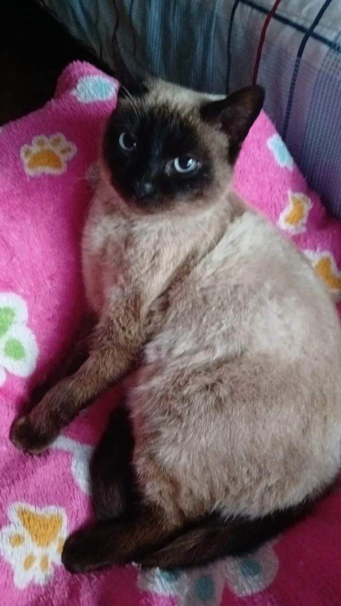 Gato ra a SRD-ViraLata idade 1 ano nome Juliette