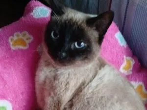 Gato raça SRD-ViraLata idade 1 ano nome Juliette