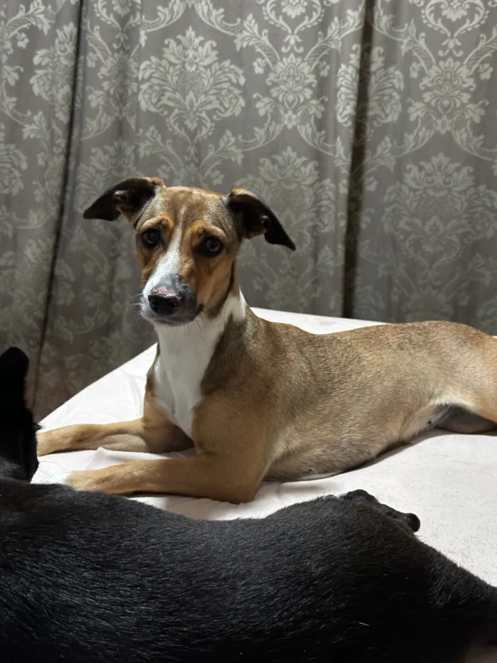 Cachorro ra a SRD-ViraLata idade 2 anos nome cloe 