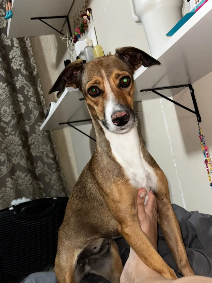 Cachorro ra a SRD-ViraLata idade 2 anos nome cloe 