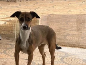Cachorro raça SRD-ViraLata idade 2 anos nome cloe 