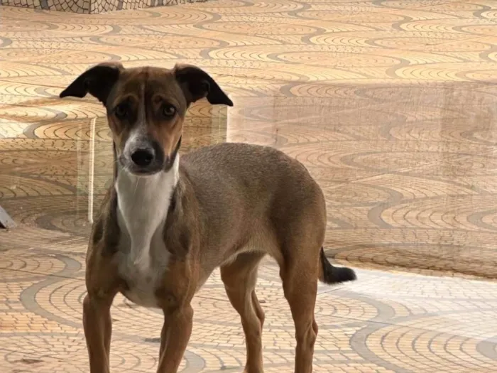 Cachorro ra a SRD-ViraLata idade 2 anos nome cloe 
