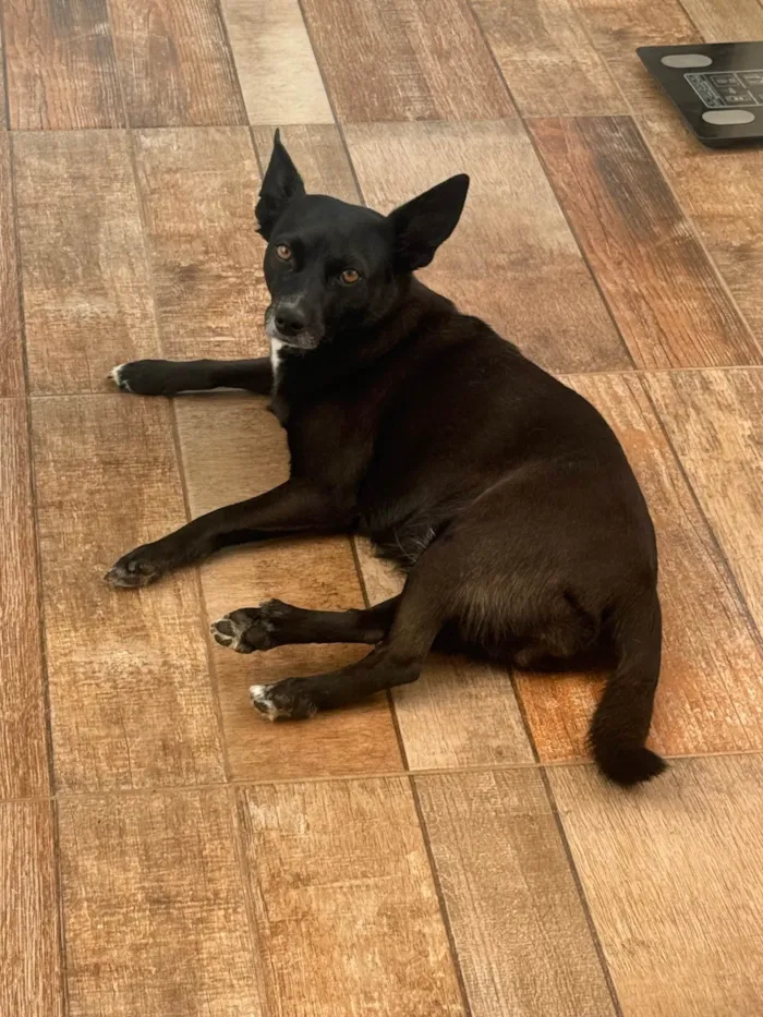 Cachorro ra a SRD-ViraLata idade 4 anos nome lilica 