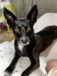 lilica