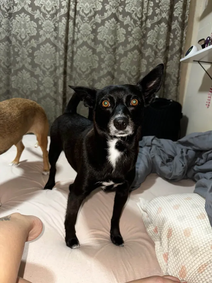 Cachorro ra a SRD-ViraLata idade 4 anos nome lilica 