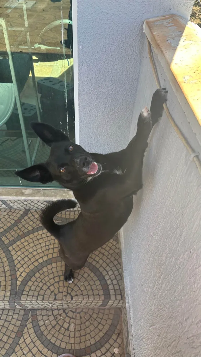 Cachorro ra a SRD-ViraLata idade 4 anos nome lilica 