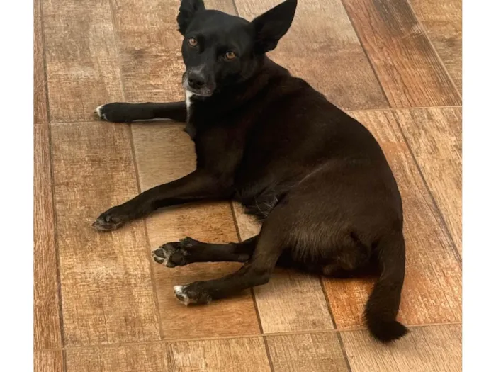 Cachorro ra a SRD-ViraLata idade 4 anos nome lilica 