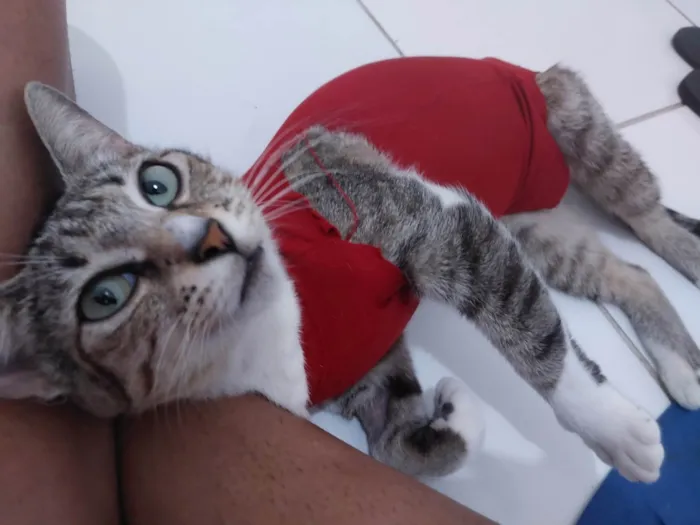 Gato ra a SRD-ViraLata idade 1 ano nome Não Tem