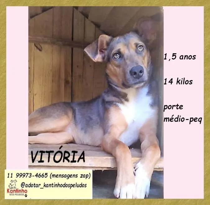 Cachorro ra a SRD-ViraLata idade 1 ano nome Vitória 