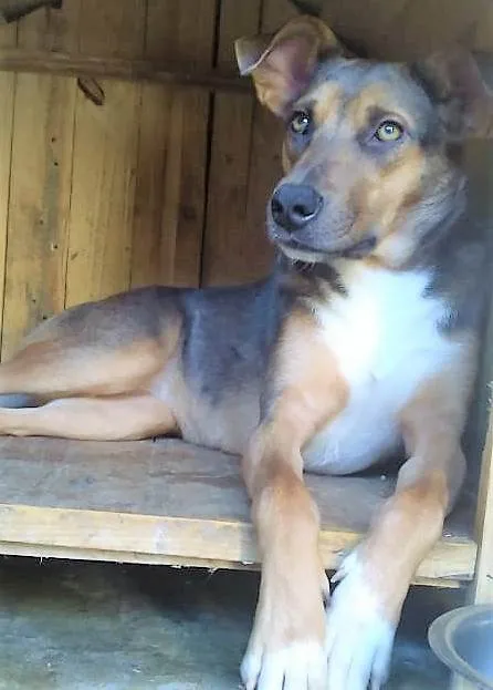 Cachorro ra a SRD-ViraLata idade 1 ano nome Vitória 