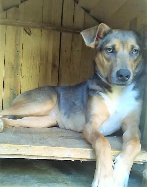 Cachorro ra a SRD-ViraLata idade 1 ano nome Vitória 