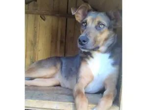 Cachorro raça SRD-ViraLata idade 1 ano nome Vitória 