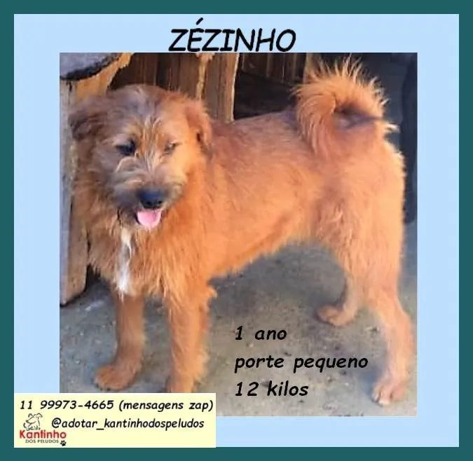 Cachorro ra a SRD-ViraLata idade 1 ano nome Zezinho