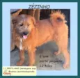 Zezinho