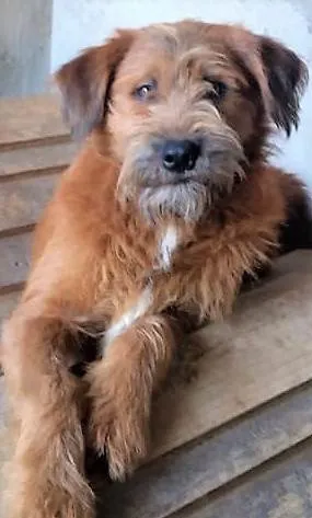 Cachorro ra a SRD-ViraLata idade 1 ano nome Zezinho