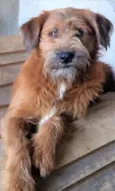 Zezinho