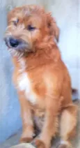 Zezinho
